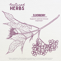 Elderberry